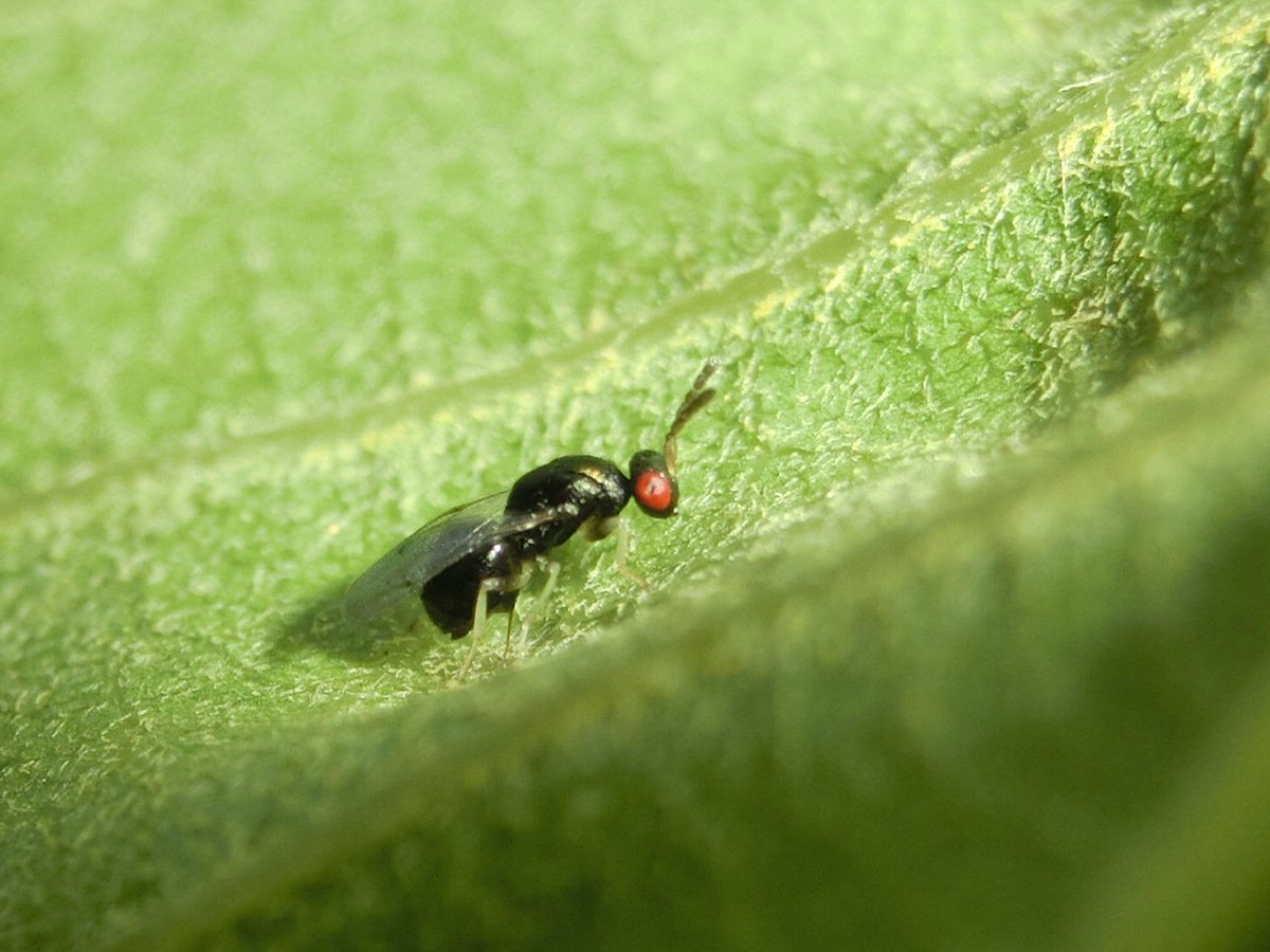 風信子 かのこ クヌギの葉の裏から虫こぶに産卵する寄生蜂 ヒメコバチ科 Eulophidae かな 赤い目が悪魔的で素敵 昆虫 蜂 寄生蜂 コバチ 虫こぶはいいぞ