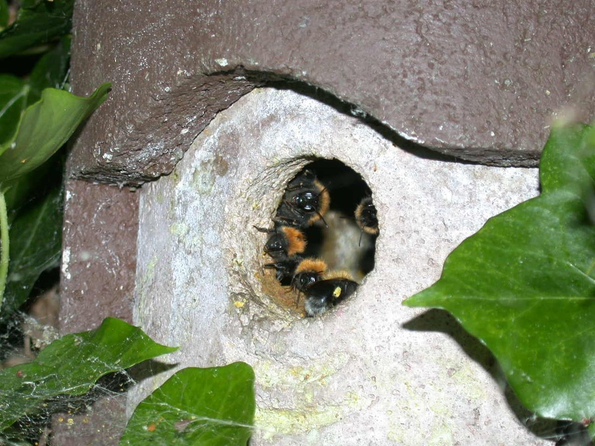 BumblebeeTrust's tweet photo. If you are lucky enough to find a bumblebee nest there is no need to worry! Bumblebees are among the most familiar of insects &amp; left undisturbed will carry on pollinating our plants &amp; you can #LeaveItBee and enjoy watching them 🐝 Our guide to nests: https://t.co/bfttW9yR1J https://t.co/H7F09hFuwr