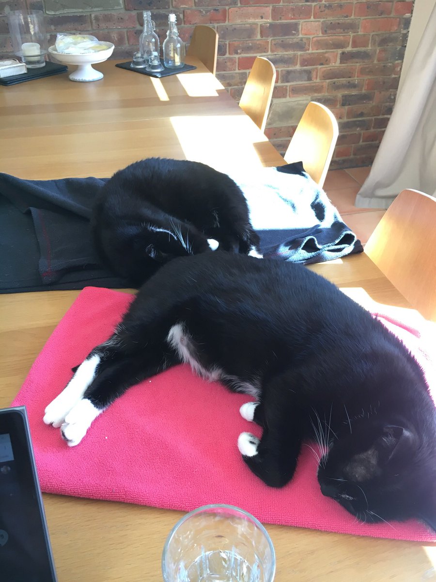 Snoochie_Booch's tweet photo. Blankets, sunshine and sleeps. How we’re rolling. Nnite Zzzz. 

#wednesdayvibes #WednesdayMotivation #wednesdaymood #WhiskersWednesday https://t.co/YcVRRdwR3g