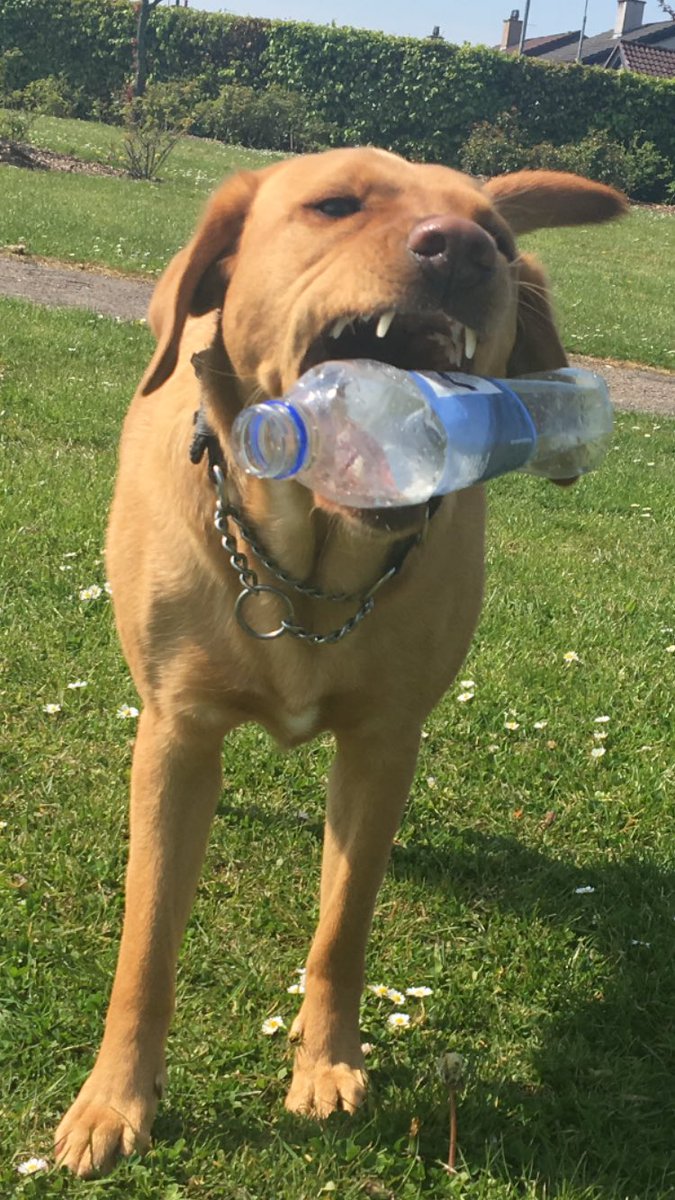 pawsonplastic's tweet photo. Can you sense his delight? 😁 It’s a rare, precious find in #Stonehaven these days! Join over 4,000 of us picking up every walk. It really does add up to a big impact! https://t.co/eiNe7cHbhm #NationalWalkingMonth #dogs #MentalHealthAwareness #WednesdayWisdom #dogsoftwitter https://t.co/HtYMZmdas7