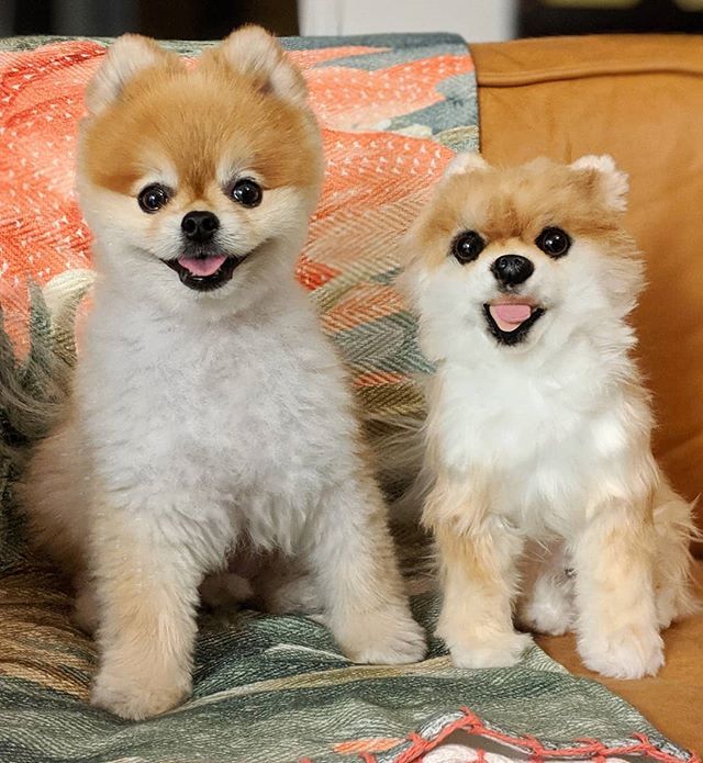 chancethepom's tweet photo. What could be better than one of me? TWO of me! Friends, meet Second Chance 🐶🐶 He is a beautiful gift that my mom received and after careful consideration, I've decided that he may stay. If you're lucky enough to get a second chance, don't waste it! … https://t.co/h4guNok0xR https://t.co/Wxl5uRJ7Ik