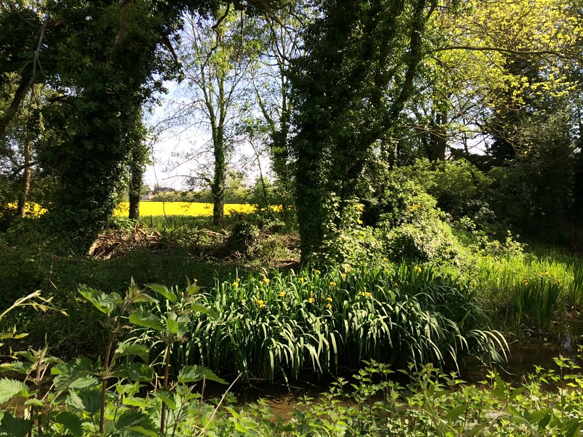 Beautiful Shorncote All Saints C12 gem near Neigh Bridge #Cotswolds Water Park, with slightly perplexed dog! Church in the care of @TheCCT - thank heavens for them! And the swallows have returned to nest in the porch.