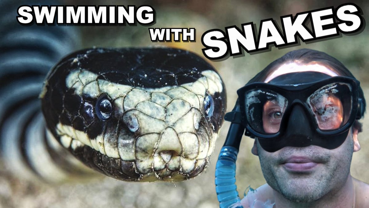 Get ready 🐍🐍🐍🐍🐍 #PhilippinesDeadliest 

m.facebook.com/story.php?stor…