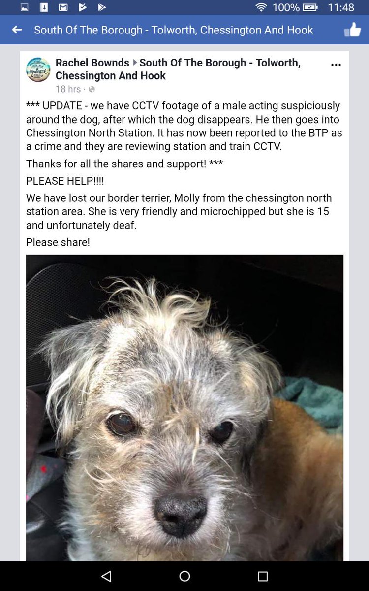 HunnyJax's tweet photo. @DirectLine_UK #DogTheft #btposse BorderTerrier Molly is 15 & DEAF !. She went Missing from a shop by north #chessington station yesterday & CCTV shows MAN acting SUSPICIOUSLY around Her, she then disappears & man is seen going INTO STATION ! Police & station staff aware https://t.co/SDC0tS2pLp https://t.co/qHRMWe0xHw