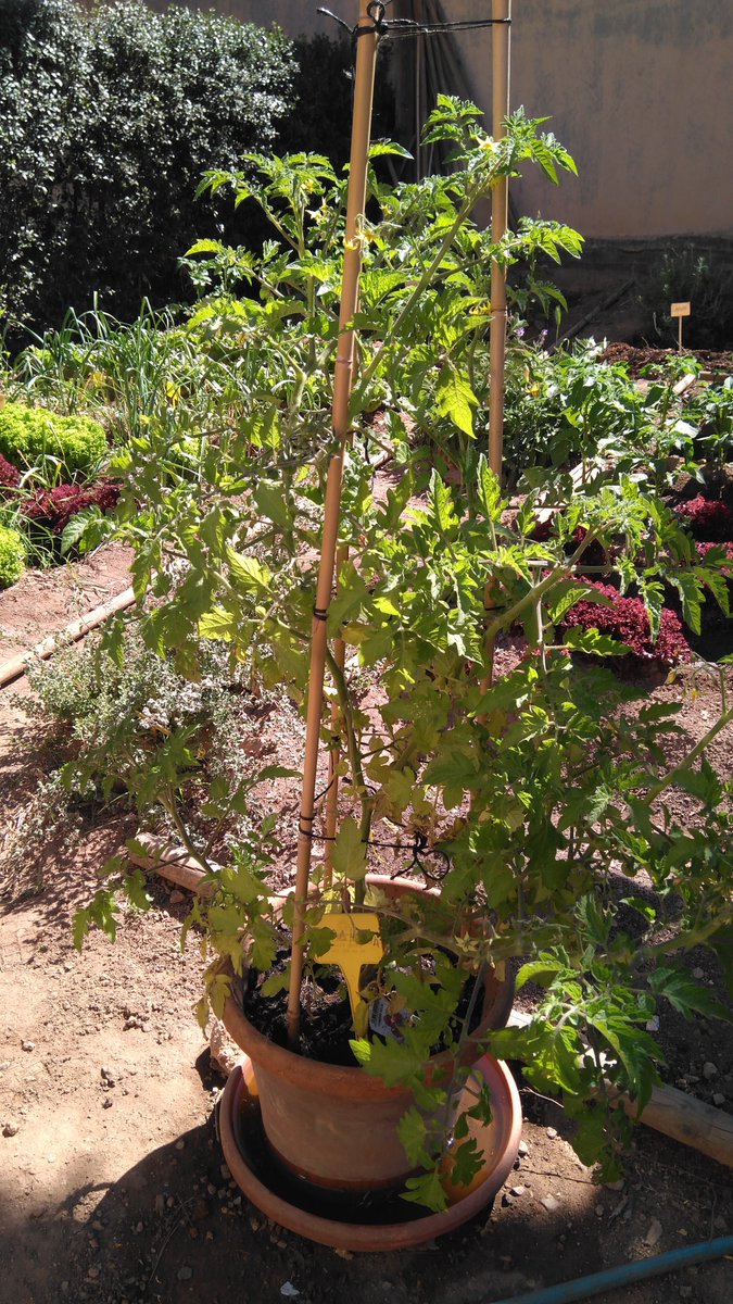 Mirau com està el nostre hort escolar. D'aquí poc podrem collir enciams, patates i tomàtigues!