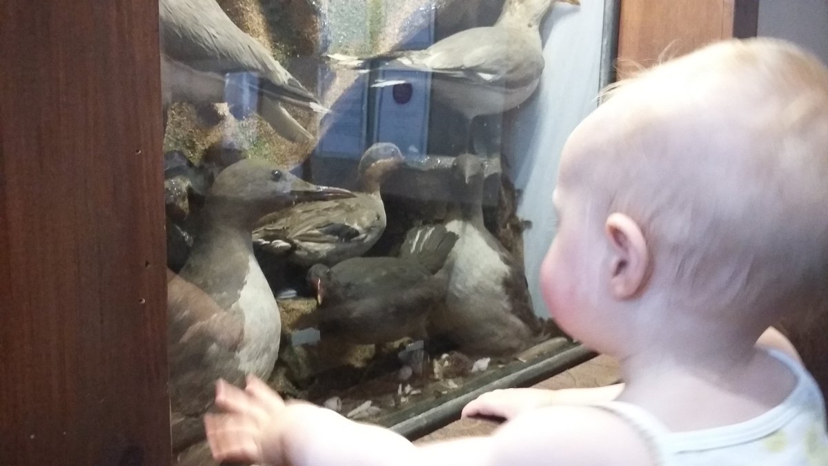 WildWildlings's tweet image. Wonderful views, interesting taxidermy, glorious sunshine @lomondtrossachs #outdoors #wilderness #wildlings