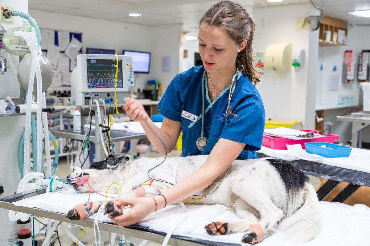 Whether you’re a recently qualified registered veterinary nurse or a more experienced nurse thinking about moving into referral nursing, come & spend the day shadowing our friendly nursing team! bit.ly/2LfLfKl 
#TasterDay #WhatVNsDo #VetNurseMonth #VNAM2019