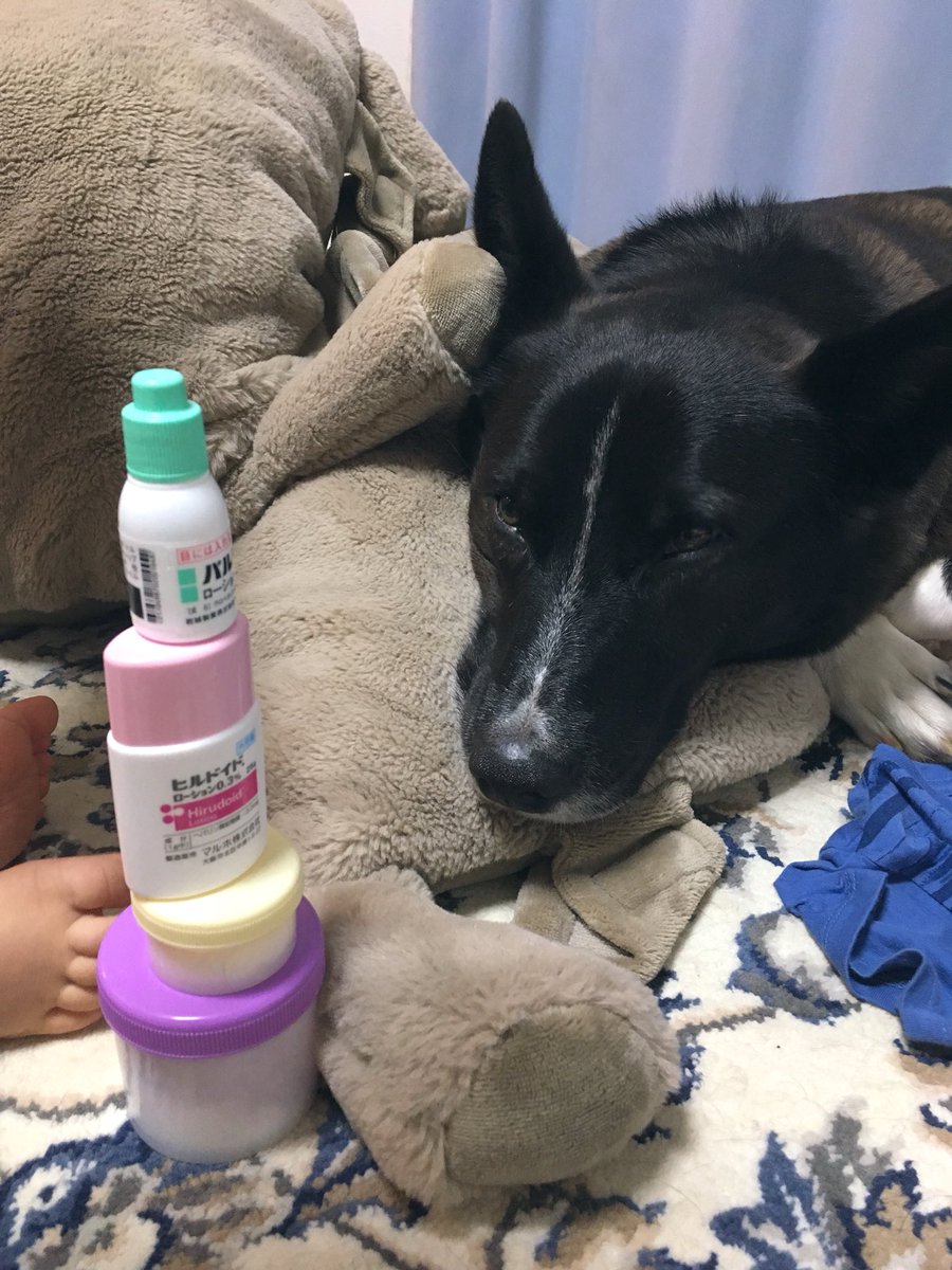 めっちゃ育児参加してんじゃんこの犬 幼児をあやす犬がえらいし尊い Togetter めっちゃ育児参加してんじゃんこの犬 幼児をあやす犬がえらいし尊い Togetter