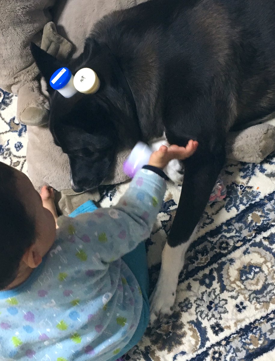 めっちゃ育児参加してんじゃんこの犬 幼児をあやす犬がえらいし尊い Togetter めっちゃ育児参加してんじゃんこの犬 幼児をあやす犬がえらいし尊い Togetter