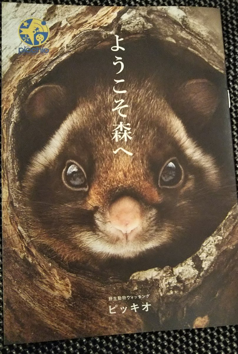 星野エリアのピッキオという施設で双眼鏡レンタルしてネイチャーウォッチングツアー参加してきたんですが、ガイドのお姉さんがめちゃくちゃ面白くて楽しかったです。おすすめ。 