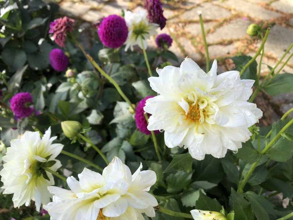 A Summer Fix of Scottish Flower Shows cottages-and-castles.co.uk/blog/self-cate…