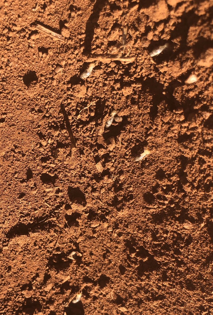 #AskTwitter seeing really high numbers of termites or white ants in fresh furrows. Good or bad? Crows seem to be enjoying them!