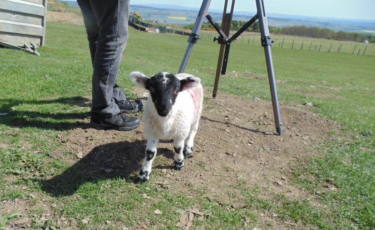 CFWNetworks's tweet photo. We make a lot of new furry friends when we're out and about doing surveys and installs. These pet lambs, in Flowerburn and Dingwall, were very interested in our work. #springtime #lambs #superfastbroadband #cromartyfirthwirelessnetworks #cfwn https://t.co/TscBXCLWdC