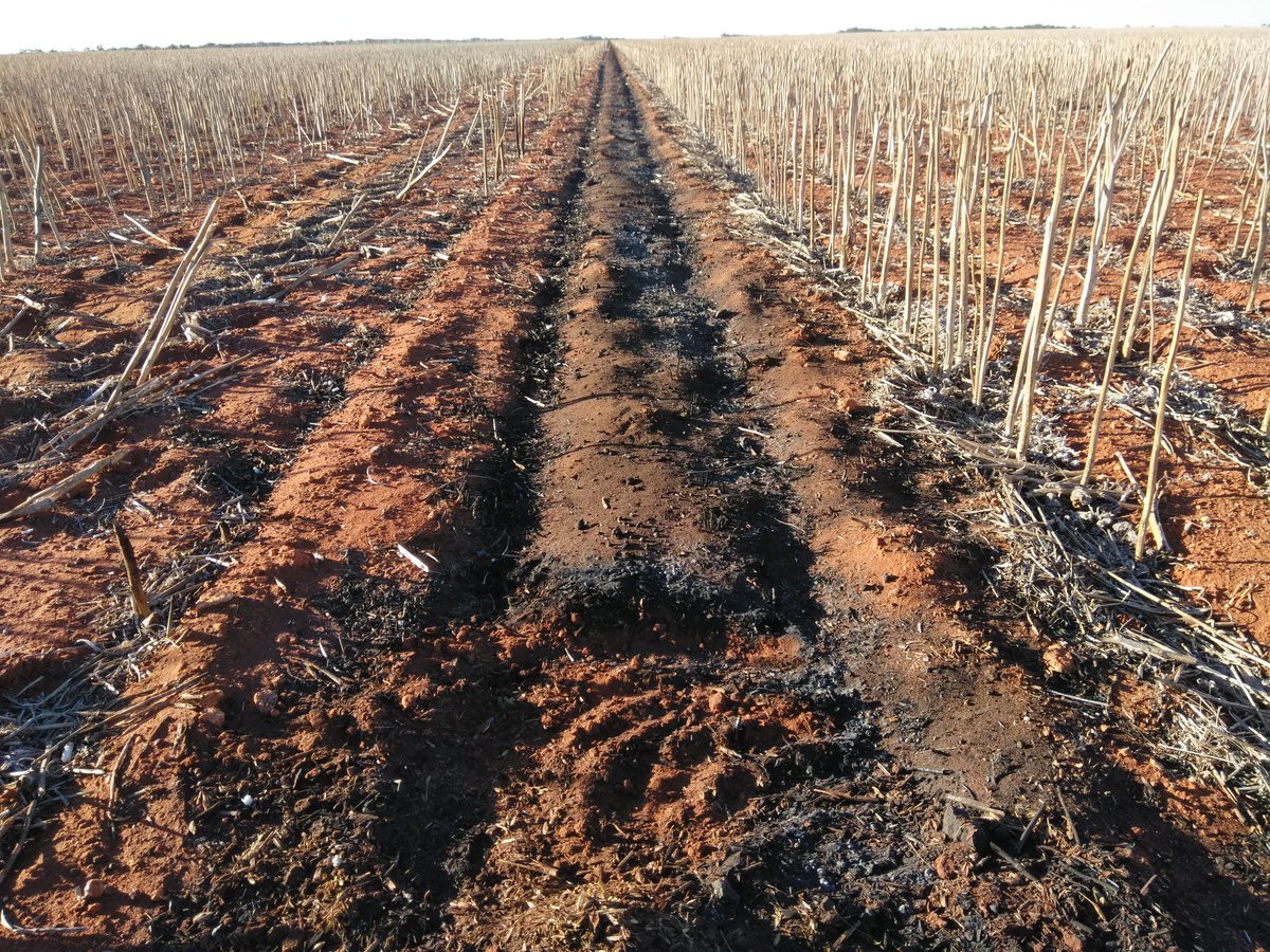 2 years of wheat chaff lines "reset" with canola windrow burn. #chaffline <a href="/peterdnewman/">Peter Newman</a>
