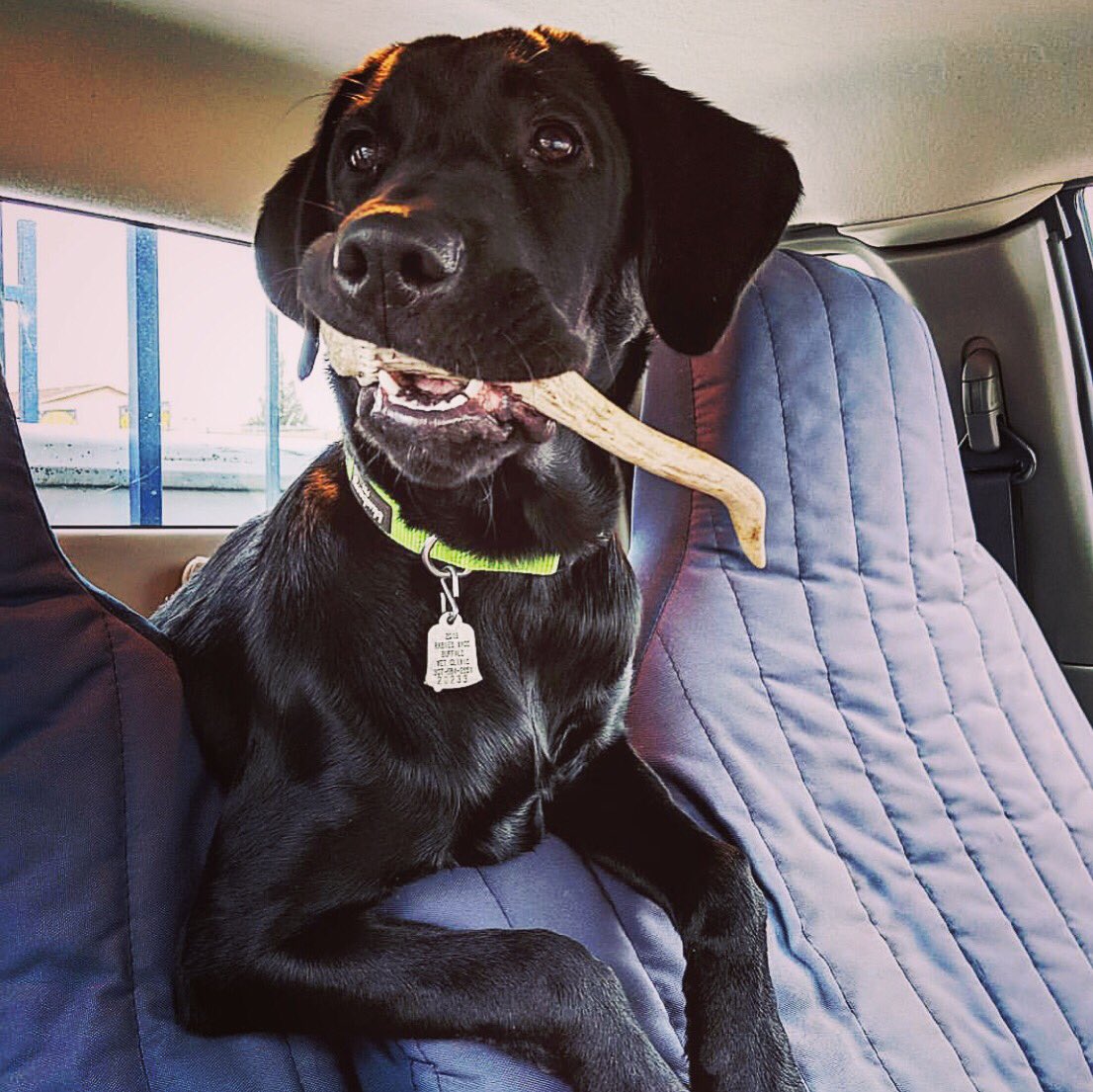 AntlerPoint's tweet photo. Brutus (Rudy x Nahla) enjoying a bone plus car ride! #apgundogs #antlerpointgundogs #sheddog #shedhunter #shedhunting #blacklab #labrador #retriever #blacklabrador #labradorretriever #labsofinstagram https://t.co/DtNT72Colp