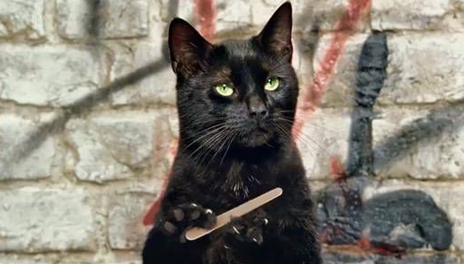 LOST PROPERTY: We still have a new Fur-end.... one lost Cat, has been left on a train in a carrier, at St Pancras. Please claim him/her back- they miss their Human and we would love to reunite.