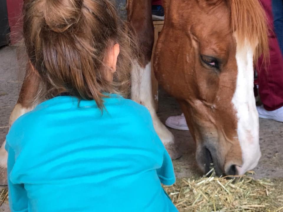 JuegosDVida's tweet photo. El alumnado de #AulasEnclave de La Cerruda, La Madera y Cervantes disfrutaron en medio de la Naturaleza de varias sesiones de #Equinoterapia🐎 https://t.co/xHav8HD3GE