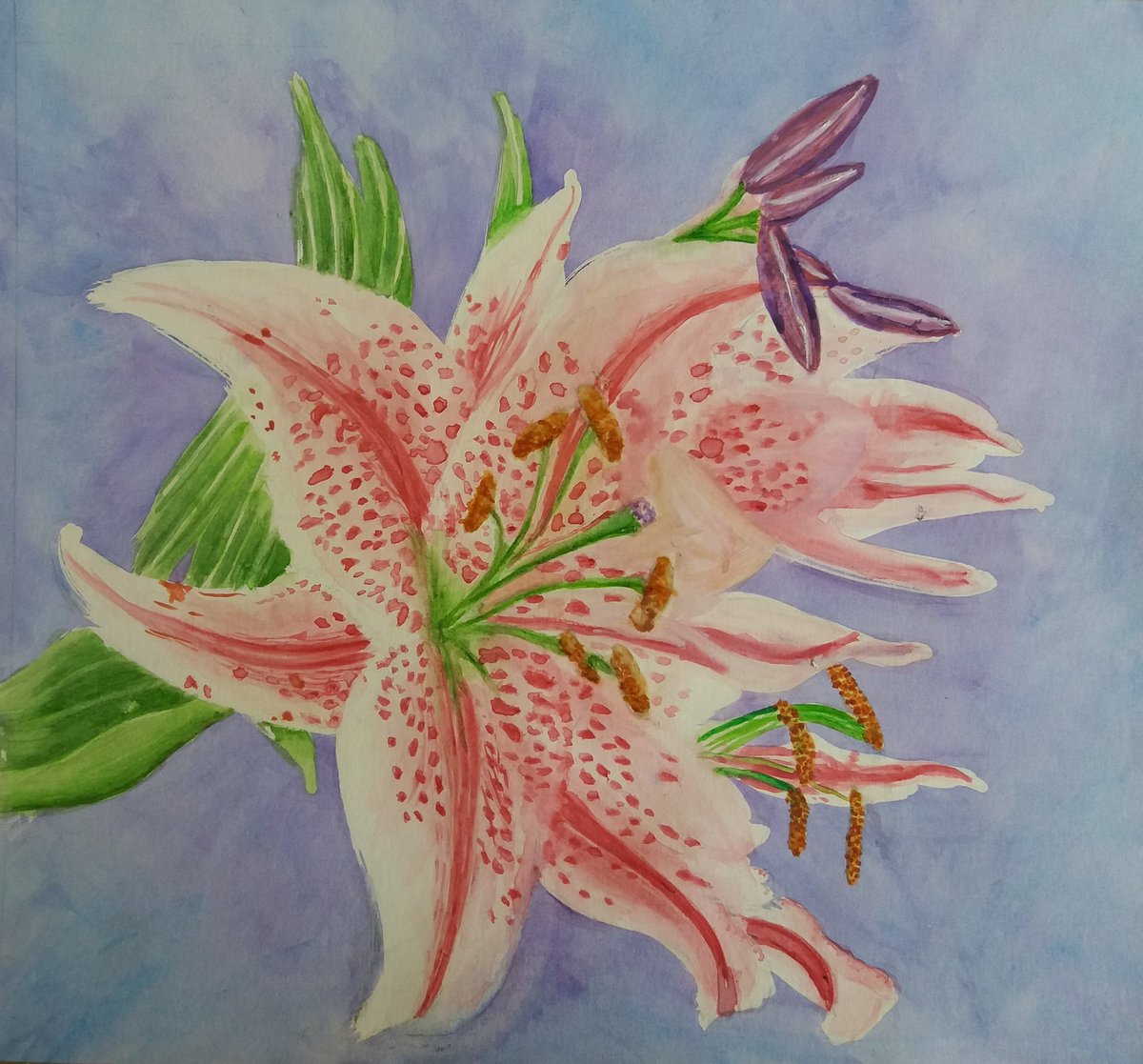 #pink lillies #watercolour painting