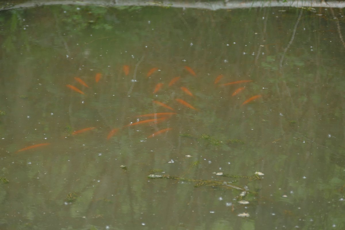 HenllysLNR's tweet photo. Today's theme from #InvasivesWeek is marine. The closest we have to this are our watercourses. In 2015, a large orange fish was released into our top pond. In 2019, we now have these, which were recently identified as Golden Orfe an #INNS. Rehoming soon in an ornamental pond. https://t.co/nPiFwi9H4O