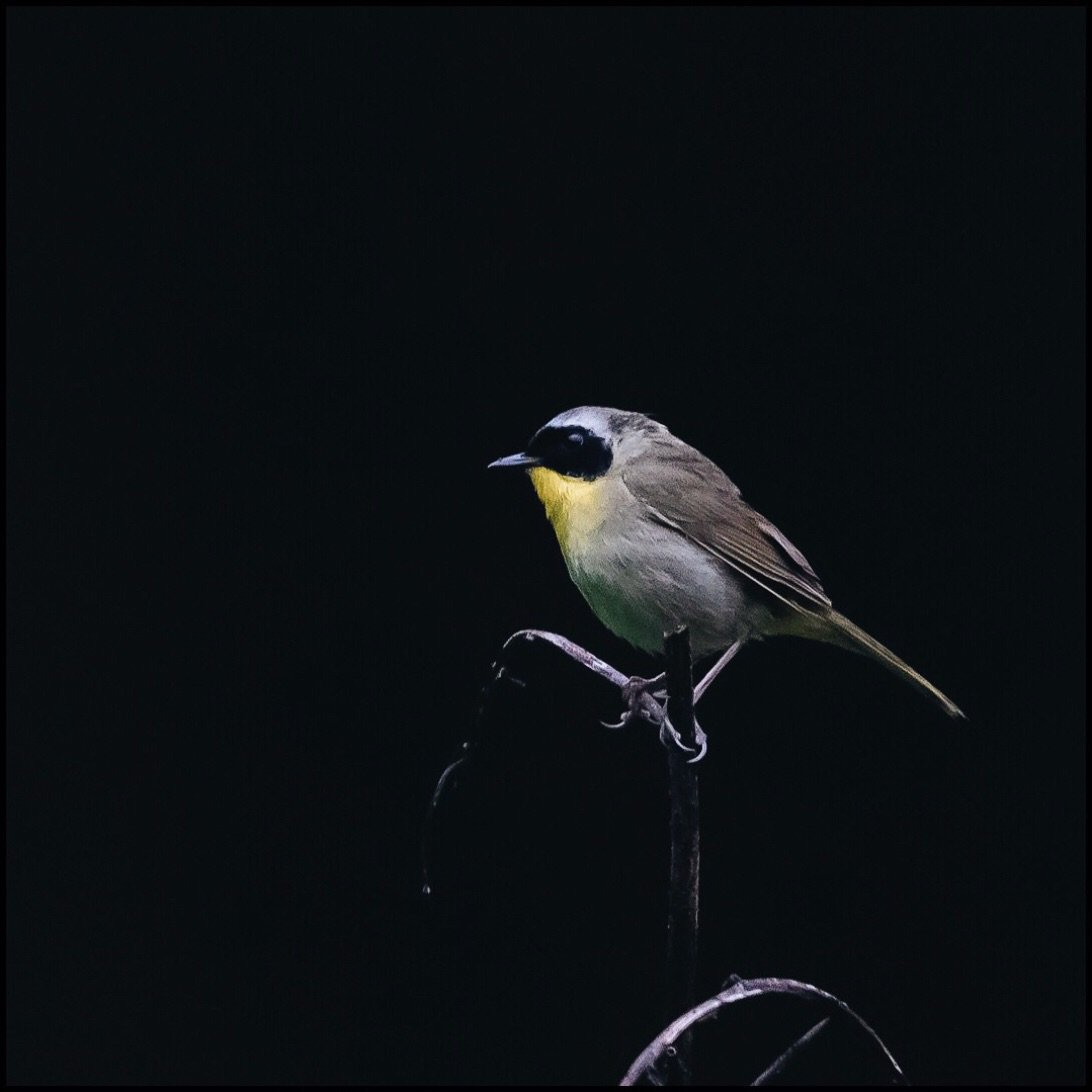 [Common Yellowthroat, 📸 11 MAY 2019] Male pictured. The male’s characteristic black mask and unique wich-i-ty wich-i-ty wich-i-ty perch song make this warbler species easy to identify.
.
.
.
#commonyellowthroat #warbler #homerbirds #birding #birdphotography