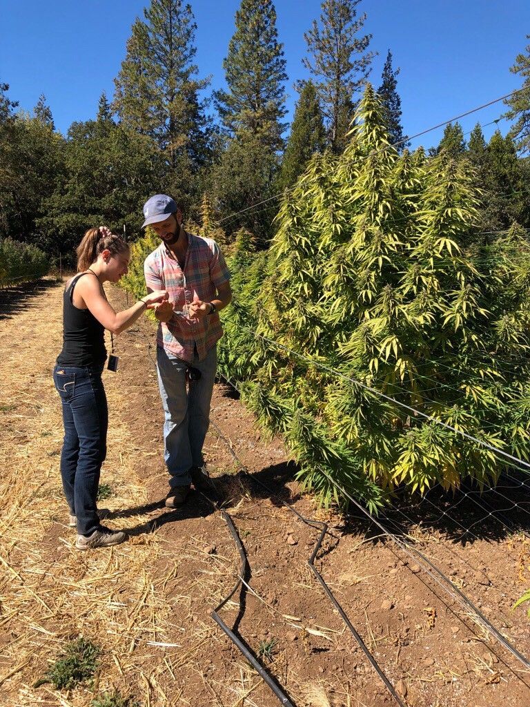 The Future of Cannabis is Female 💚 buff.ly/2LKDwnQ