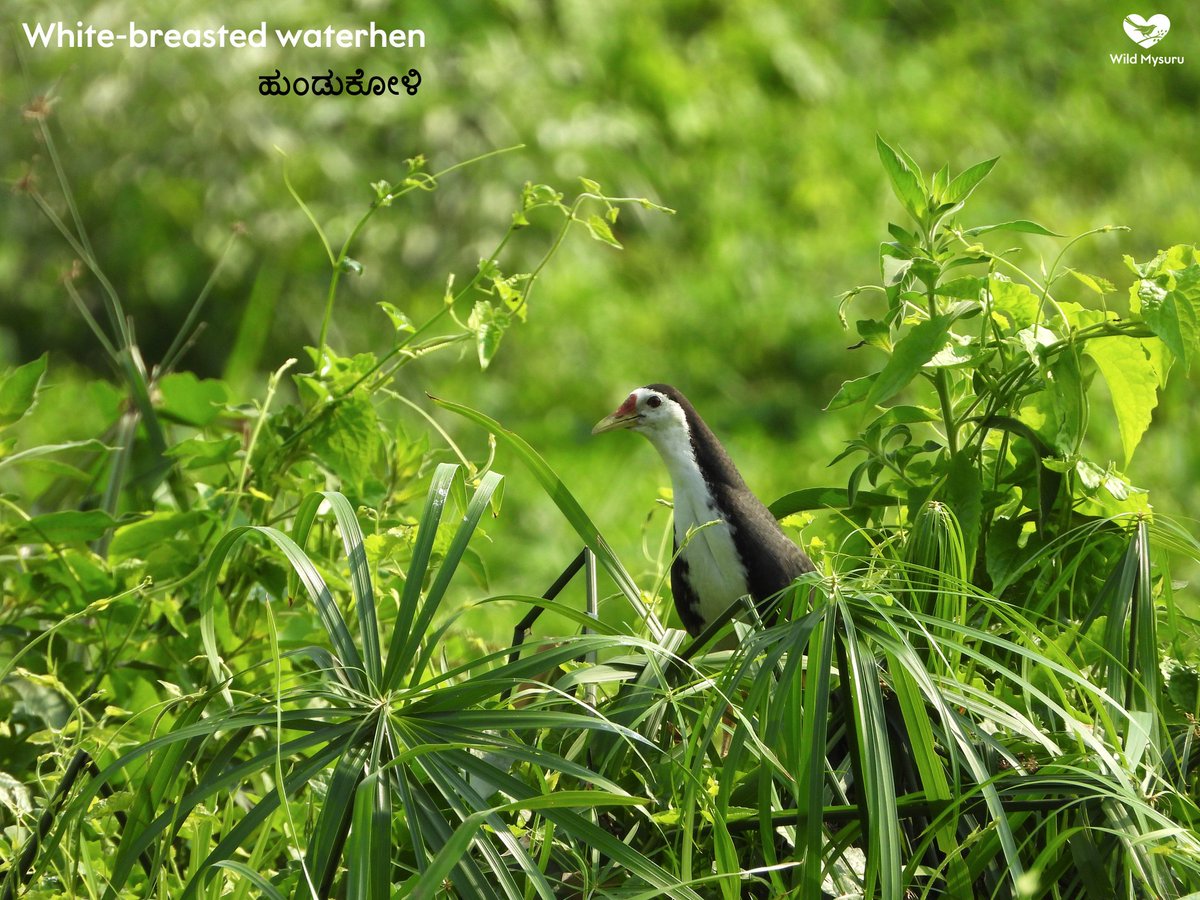 Wild Mysuru tweet media