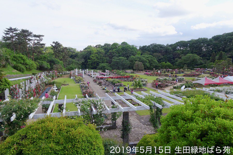 空と坂道 毛虫注意 生田緑地ばら苑の奥の ボランティアガーデン のさらに奥に立つミズキの木が キアシドクガらしき幼虫 無毒の毛虫 に食われてスカスカ ミズキを食べ尽くした毛虫は透明な糸を出して降りて来て移動するので ボランティア