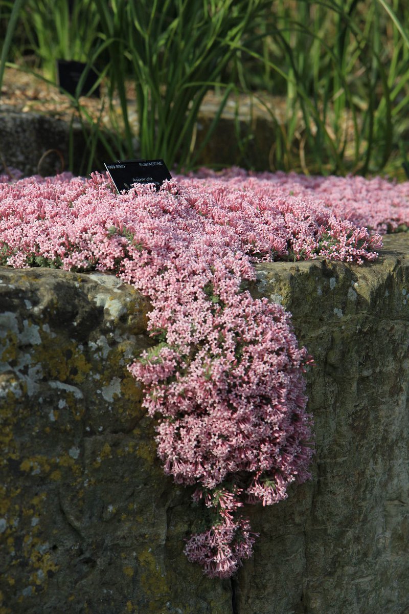tfreeth's tweet photo. Asperula arcadiensis from Greece, in the coffee family Rubiaceae. Gorgeous mat-forming perennial that gets into the cracks on the rock garden. Tidy when not in flower and knockout right now! Must prop it and shove it in some more cracks... #kewalpine #asperula #greece https://t.co/8cTtIduWPQ