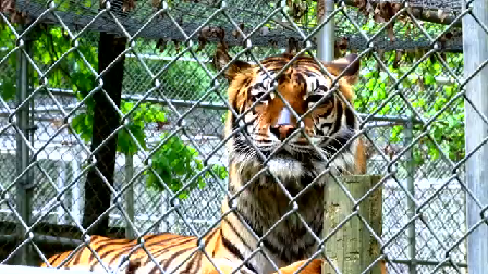 wdefnews12's tweet photo. Take a walk on the wild side with Kay & @JWilliamsWDEF at #TigersForTomorrow on their #OneTankGetaway in northern Alabama. Plus, watch News 12 at 11 for your chance to win your own getaway. https://t.co/7i3wg3hBvS https://t.co/RilzvSpdAb