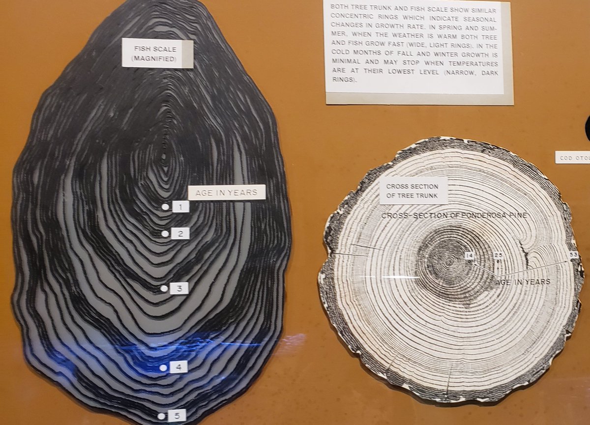 Jumbo Minds on X: Did you know you can find the age of a #fish by the growth  rings on its scale similar to finding the age of a tree? Counting the
