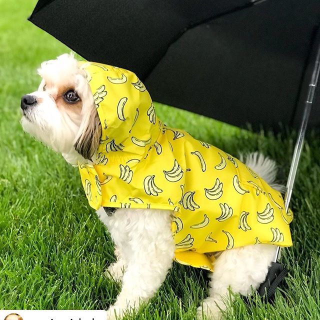 thediningdog_lv's tweet photo. Wait, is that the sun ☀️ Awesome. I was glad for this rain jacket all week! .
.
Posted @withrepost • @augiemichels Oh great. Who invited Nimbus? 🌧 ☔️ .
.
.
#rain #rainyday #rainydayoutfit #rainydays #spring #springtime #love #dogsbeingbasic #weekendv… https://t.co/mM9RQqzHa5 https://t.co/QdUcCTCIXo