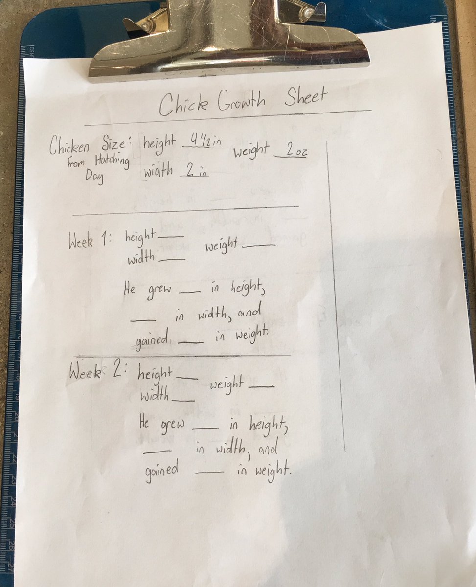 natur_xperience's tweet image. Student-driven inquiry in @CountryDay lower school inspired by chicks. 🐣🐥Data sheets were developed by students and they are making predictions based on today’s measurements. #ccdslearning #ccdsgreen @jencjensen5 @CCDdreamteam