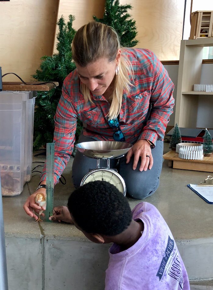 natur_xperience's tweet image. Student-driven inquiry in @CountryDay lower school inspired by chicks. 🐣🐥Data sheets were developed by students and they are making predictions based on today’s measurements. #ccdslearning #ccdsgreen @jencjensen5 @CCDdreamteam