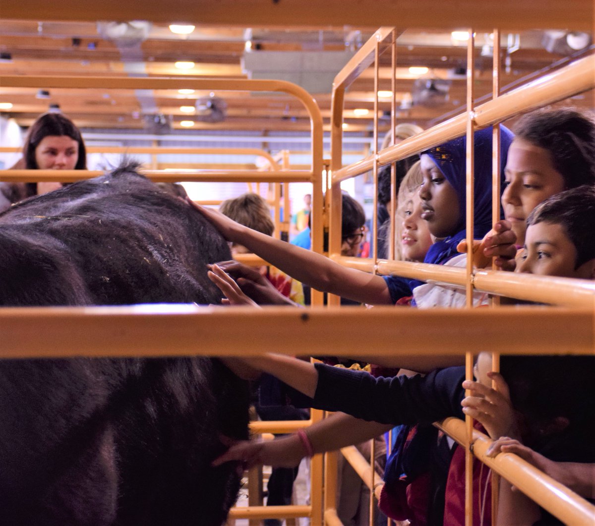 MNagriculture's tweet image. More than 1,400 MPLS &amp;amp; St. Paul 3rd graders are at the @mnstatefair grounds learning about ag as part of the 2019 Urban Ag Day with @MNFFA . We&apos;re happy to have MN Ag in the Classroom staff join other ag groups to teach kids about where their food comes from. #MNAg