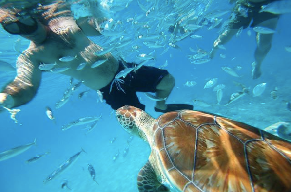EliteIsland's tweet photo. Is swimming with the turtles in the Caribbean Sea on your bucket list? Make it happen at @TheClubBarbados - unforgettable adult only, all-inclusive vacation!
Call or Book Now Resort & Excursion 👉 https://t.co/3dpNDXpzNZ
#myclubbarbados #VacationMemories #SwimmingWithTurtles https://t.co/iQHcDtutRb
