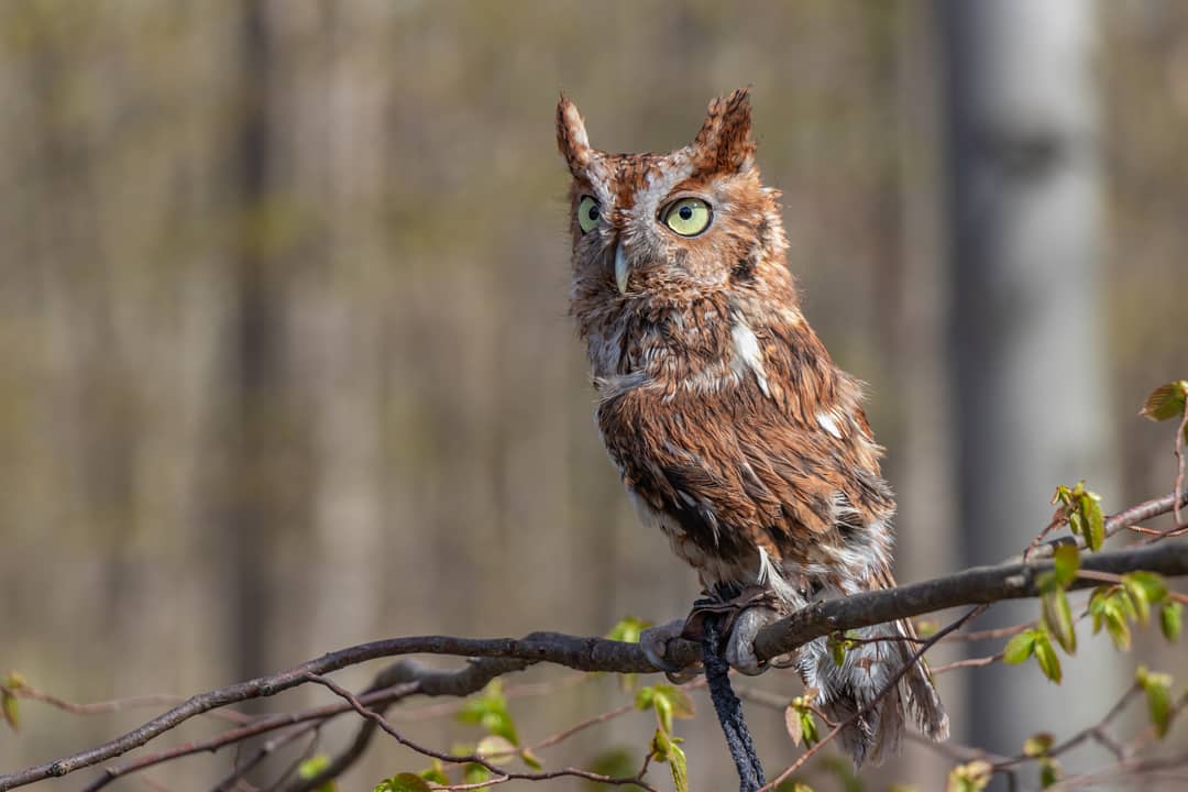 Dr. Hoot, the #EasternScreechOwl at #BlandfordNatureCenter, granting a very dignified pose. Unable to survive on his own in the wild, Dr. Hoot now lives under the care of the nature center as a Wildlife Ambassador. instagram.com/p/BxfZsbBA_ga/…