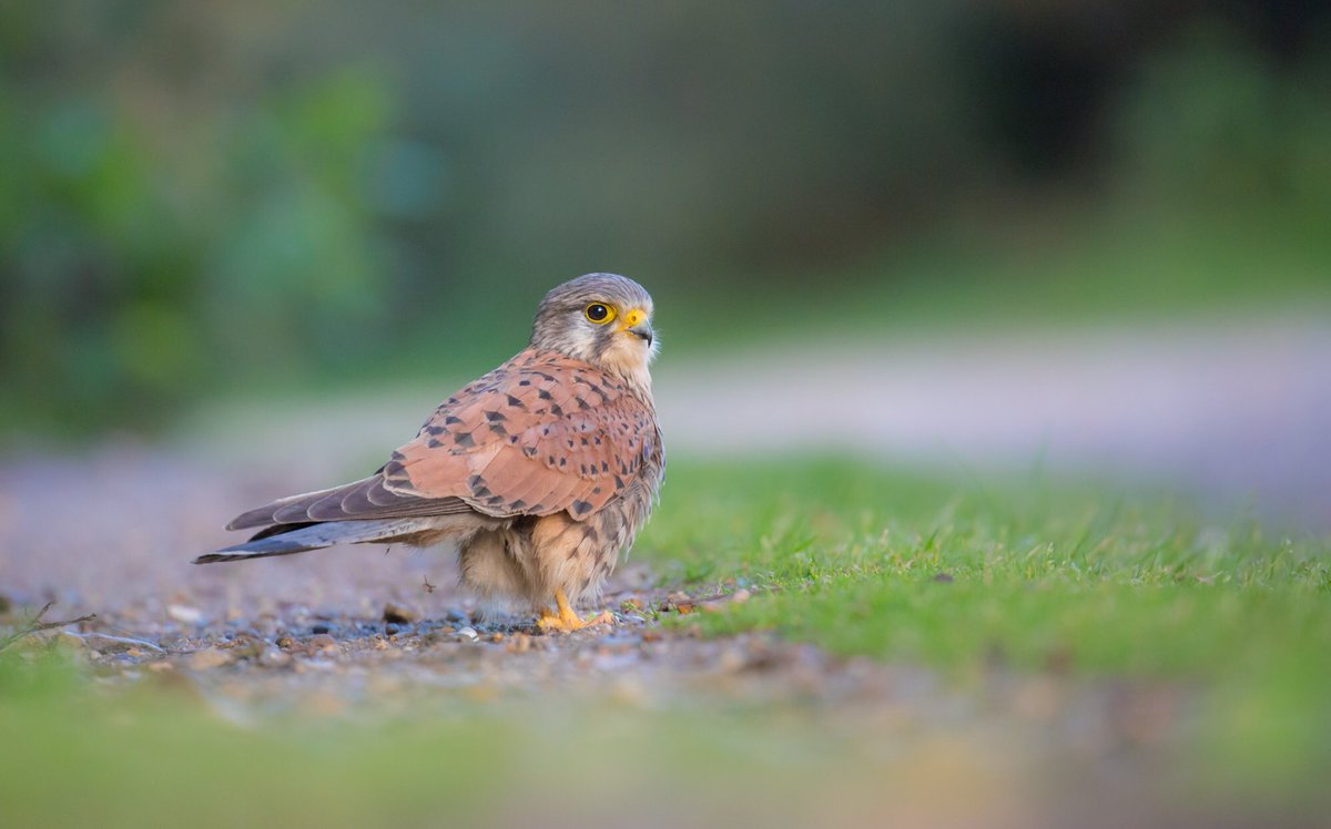 DaniConnorWild's tweet photo. This female kestrel was feeding only a few metres in front me and totally chill by my presence! 🙌🏻
#ProjectKestrel might be in the loom! 🐣 https://t.co/Fr3nLESWGX