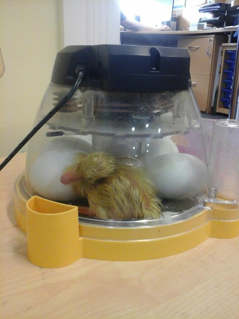 YellowdotNorthBaddes tweet media