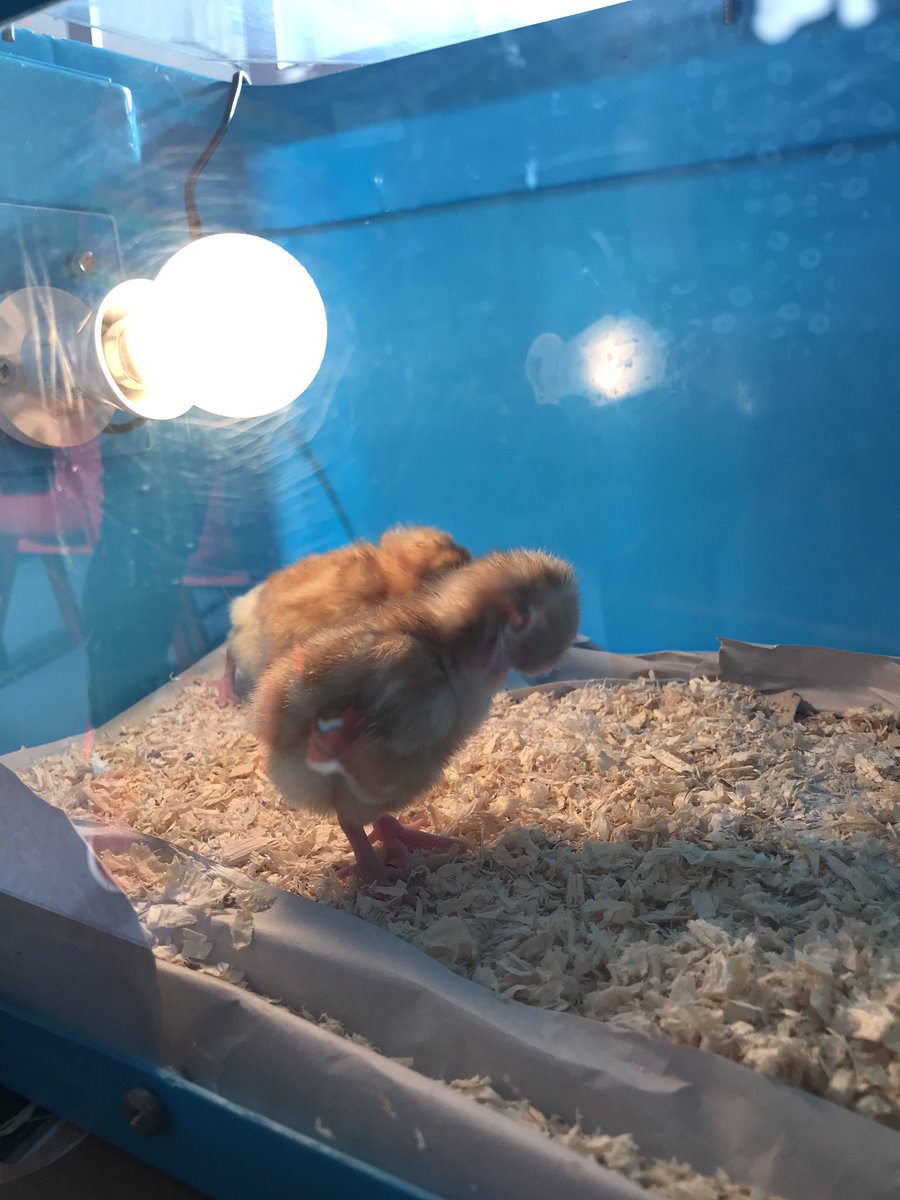 StAlbansSchool1's tweet photo. New life in #SACPSY4 🐣 🐥 🐤 #SACPSSCI https://t.co/9tQtZqaRQE