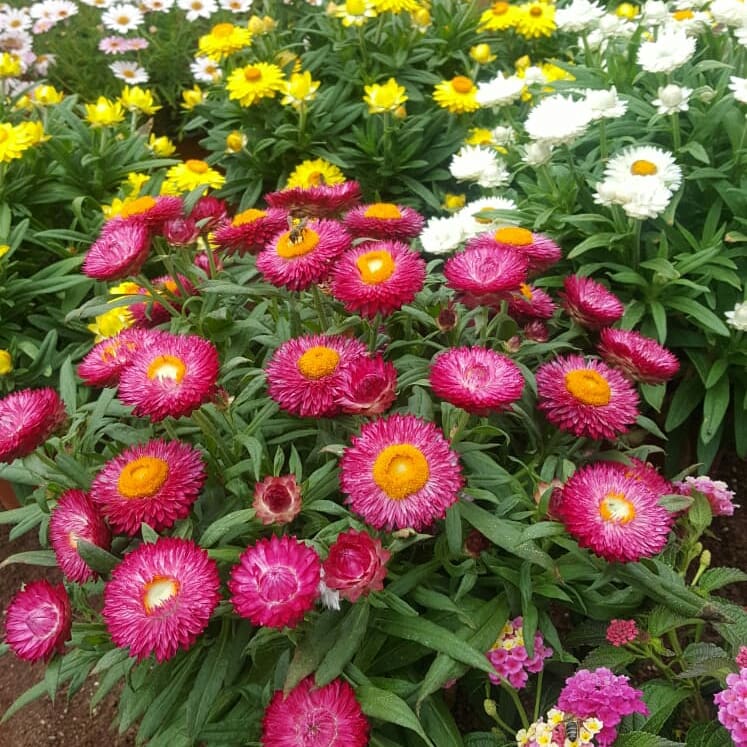 El Draguito Garden C On Twitter A Todo Color Empieza A