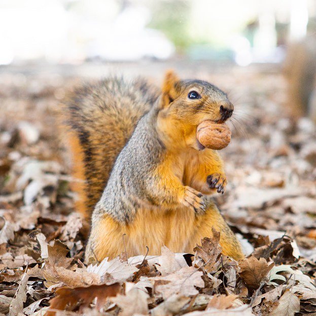 Image result for squirrel cheeks pecan -chipmunk