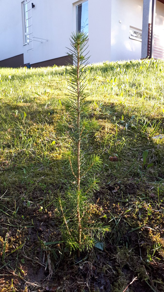 Istutin Säätytalolta kulkeutuneen hiilinielun, kiitos <a href="/ppekola/">Pauli Pekola</a> <a href="/MTKry/">MTK</a>! #hiilinielu #säätytalo