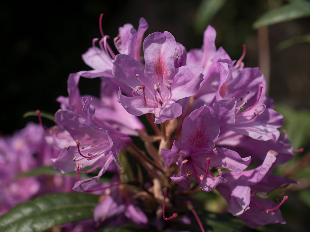 DreamDoorsHQ's tweet image. Taking in the Spring sunshine?  If you take your inspiration from spring colours, it's a great time of year to get out in the garden and see which colours work well for your new #kitchen inspiration #newkitchen #kitchencolours