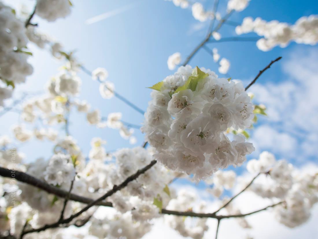 DreamDoorsHQ's tweet image. Taking in the Spring sunshine?  If you take your inspiration from spring colours, it's a great time of year to get out in the garden and see which colours work well for your new #kitchen inspiration #newkitchen #kitchencolours
