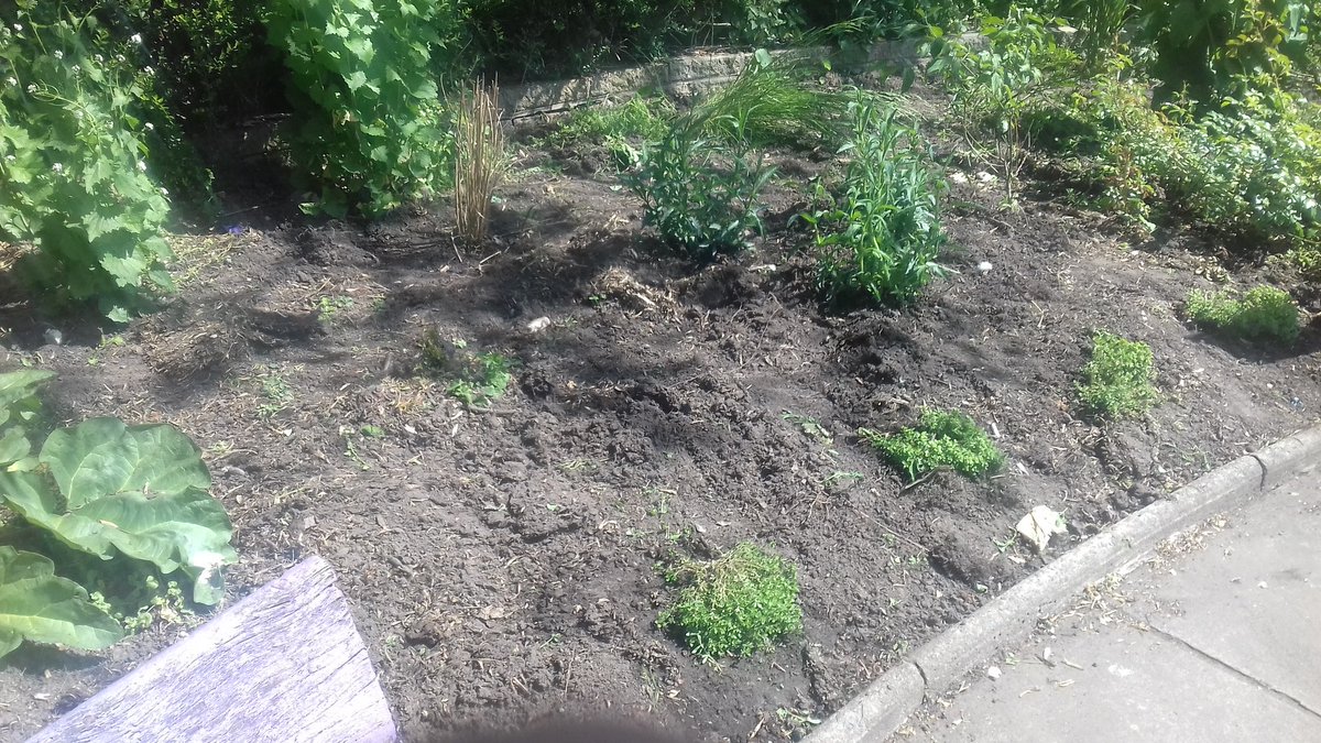 BloominStretty's tweet photo. Another good session in the Rose Garden today, lots of weeding and planting done. See you Saturday morning at Urmston/Sandy Lane corner or in a fortnight at the Rose Garden again. https://t.co/mSNfHSITAn