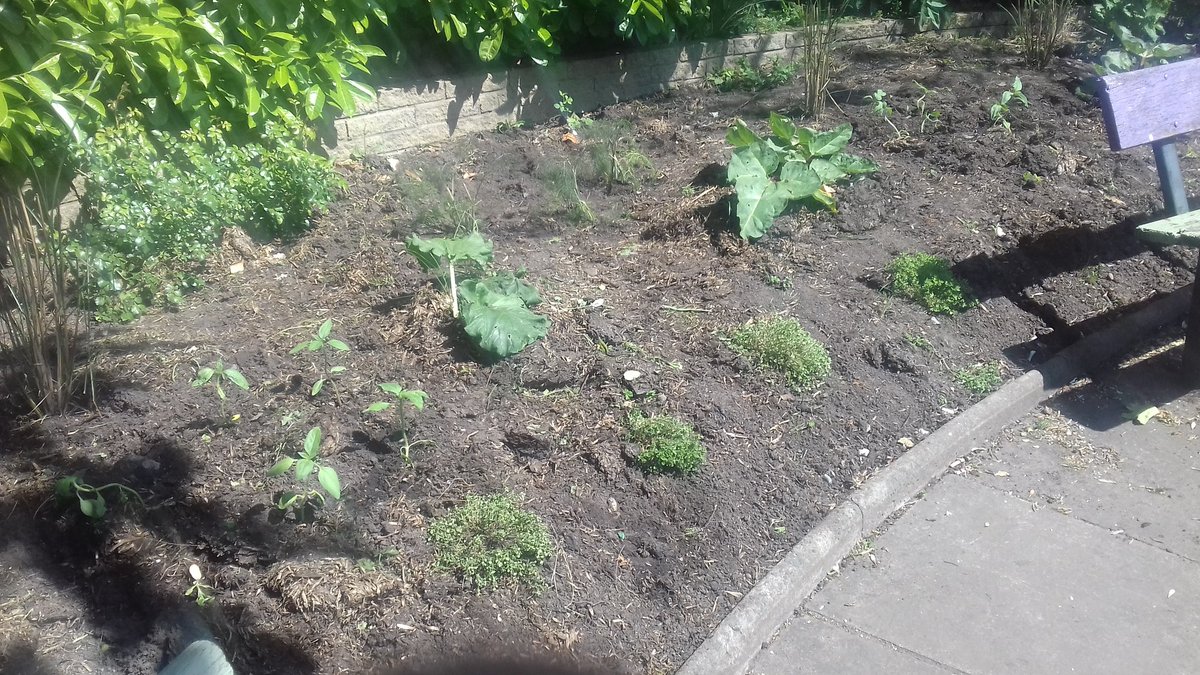 BloominStretty's tweet photo. Another good session in the Rose Garden today, lots of weeding and planting done. See you Saturday morning at Urmston/Sandy Lane corner or in a fortnight at the Rose Garden again. https://t.co/mSNfHSITAn
