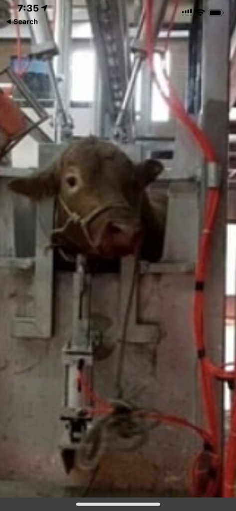 SupportPets's tweet image. These picture prove why YOU need to #BecomeVegan ASAP As True Humans we CANNOT endorse this horrific #Animalcruelty subjecting trillions of Innocent #Animals to live, from birth to death, under the worst #Enviromental conditions, treated as mere OBJECTS!
Where is YOUR #Humanity ?