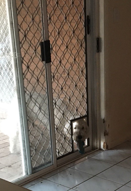 puntashtic's tweet photo. Barking news: Bad boi caught stealing says he'll do it again. Developing story...
#puns #news #barkingnews #barkingbad #sockthief #dogs #dogsoftwitter #sorrynotsorry #repeatpawfender #notalldogsaregoodbois @dog_rates https://t.co/zX7mPf9HP3