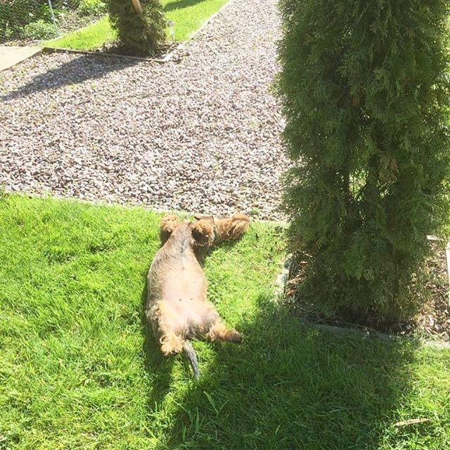 CrumbBowley's tweet photo. I’m one hot dog today! 🐶☀️
•
•
•
#dachshundoftheday #dachshundsdaily #dachshunds #dog #wienerdog #wirehaireddachshund #weratedogs #doxie #dackel #teckel #dogstagram #dogsofinstagram #sausagedog #sausagedogcentral #featuremydachshund #petstagram #cute… https://t.co/2I68MGpAQ5 https://t.co/qErPCyXYAL