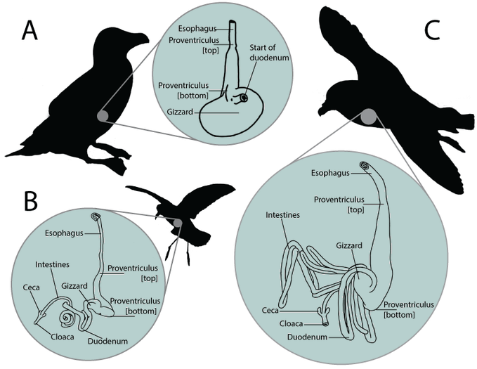 Important new guidance on marine #plastics sampling bit.ly/2w1lm6w, by a great global team, to answer how&amp;why #seabirds are affected by plastics / help standardise monitoring of plastic reduction policy effectiveness. #beachedbirdsurveys #citizenscience #deadbirdcsi
